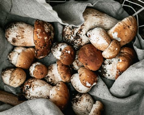 The Five Best Funghi For Mushroom Foraging In Copenhagen — Scandi Culture