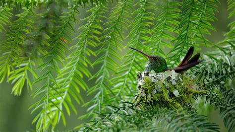 A Rufous Tailed Hummingbird In Costa Rica © Juan Carlos Vindasgetty