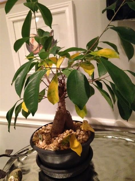 It can live with dim light and low humidity. How To Care For A Bonsai Tree If It Looks Yellow | Bonsai ...