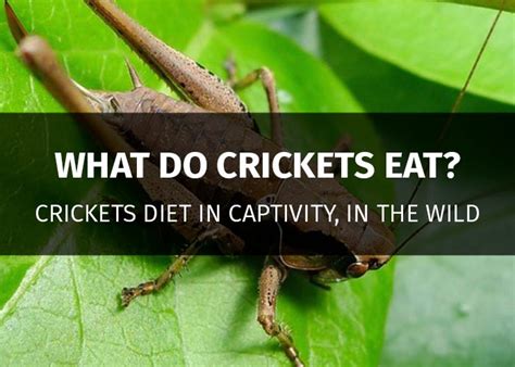 So the animal might have to live on dried leaves, seeds, and thorny twigs (without and water become scarce, the camel extracts energy from that mound of fat. What Do Crickets Eat: The Complete Guide (Wild & Captivity ...
