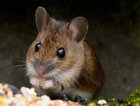 House Of Commons Plagued With Vermin As 269 Mice Spotted In Five Months