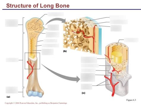 Anatomy Unit 4 Bone Diagram Diagram Quizlet