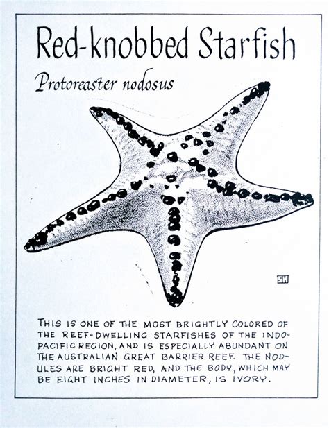 Red Knobbed Starfish Protoreaster Nodosus Marine Biology Seahorse