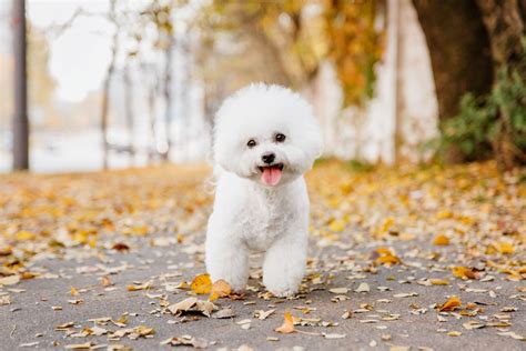 At What Age Do Bichon Puppies Stop Growing