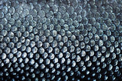 Real Fish Scales Pattern
