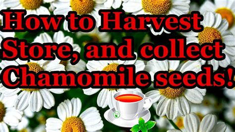 Do all annuals reproduce seeds. How to harvest and store chamomile, and collect seeds ...