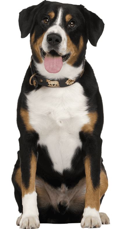 Entlebucher Mountain Dog Breed Guide And Top Facts Animal Corner