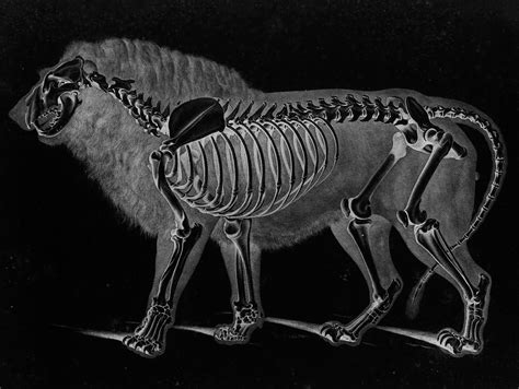 Lion Skeleton By Eduard Joseph Dalton Circa 1822