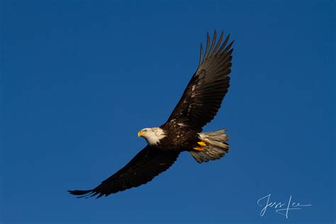 Master Of Flight Bald Eagle Photography Print Photos By Jess Lee