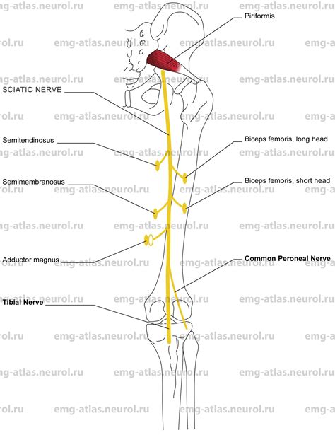 Online Atlas Of Electromyography