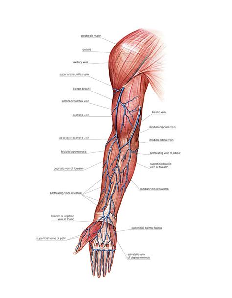 Venous System Of The Upper Limb Photograph By Asklepios Medical Atlas