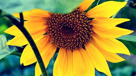 We offer an extraordinary number of hd images that will instantly freshen up your smartphone. Wallpaper Sunflower, HD, 4k wallpaper, macro, flowers ...