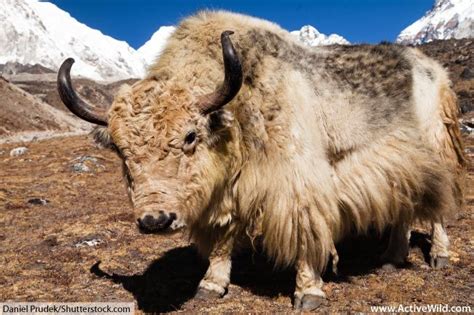 Wild Yak Facts For Kids & Adults. Discover An Amazing Tundra Animal
