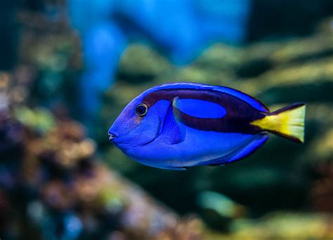 Mengenal Ikan Blue Tang Si Ikan Dory Pemain Film Finding Nemo Ikanesia