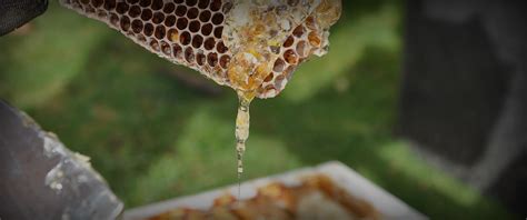 Indian Honey Manufacturers Honey Suppliers From India Natural
