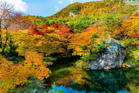 紅葉山公園の鏡池の落葉に戯れる鯉 佐渡島撮影レポ