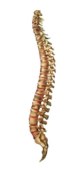 Related posts of human back bones diagram human bone parts name. Human Spine Bones And Backbone Joints Vector Stock ...
