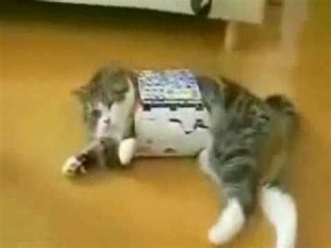 Funny fat cat pictures can motivate people to start doing. Fat Cat Small Box FAIL - YouTube