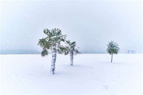 Premium Photo Tropical Evergreen Palm Trees Covered With Snow