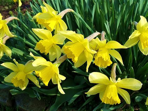 Spring Daffodils Flowers Wallpapers Wallpaper Cave