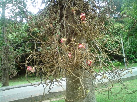 pokok herba,bunga, ulaman dan segala jenis tumbuhan ...