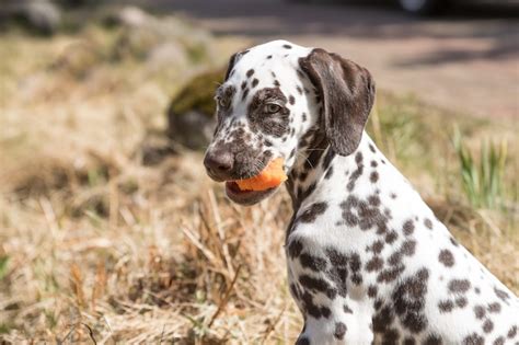 Premium Photo 2 Month Happy Dalmatian Puppy Eating Carrot Outdoors