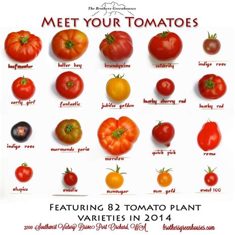 Tomato Varieties Heirloom Tomato Seeds Food Garden Tomato Tree