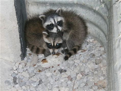 Most pet raccoons end up in wildlife shelters or euthanized if there is no other alternative. Baby Raccoons In The Chimney: The Complete Guide To Humane ...