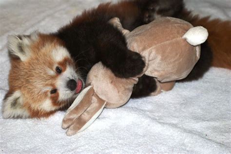 A Little Adorable Red Panda Cub Cuddling A Plushie Aww