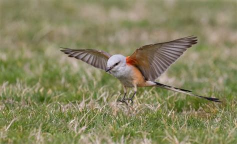 Cvs.com® is not available to customers or patients who are located outside of the united states or u.s. Maryland Biodiversity Project - Scissor-tailed Flycatcher ...