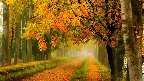 Herbst Natur Park Wald Bäume Gelbe Blätter Straße