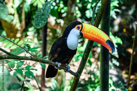 The Toco Toucan Sitting On The Branch Of The Tree In Iguacu National