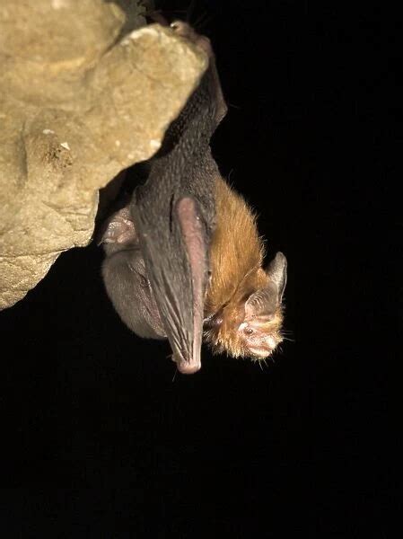 Female Bumblebee Bat Kittis Hog Nosed Bat With Baby