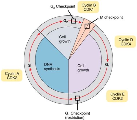 The Cell Cycle Phases Mitosis Regulation TeachMePhysiology