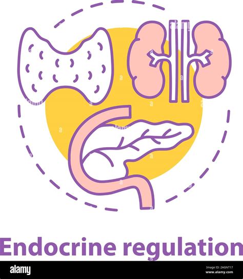endocrine regulation concept icon endocrinology idea thin line illustration healthcare