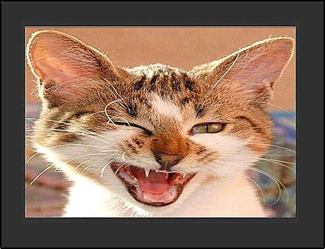 This Winking Cat Could Save Your Life Ethical And Social Commentary