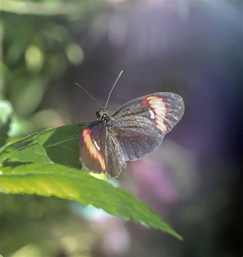 Schmetterling Schmetterlinge Kostenloses Foto Auf Pixabay Pixabay
