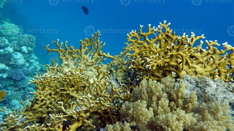 Beautiful Coral Reefs Of The Red Sea 9804352 Stock Photo At Vecteezy