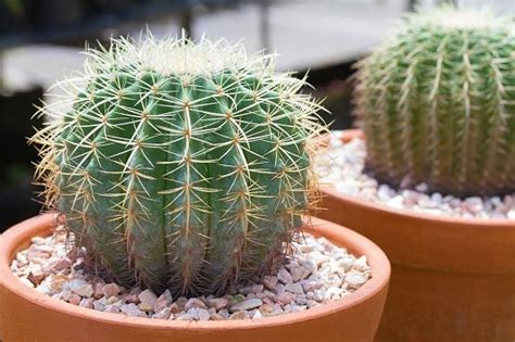 The most commonly harvested cactus fruits belong to the opuntia family of which there are over 200 species. Unbelievable! There Are Succulents You Can Eat | Edible ...