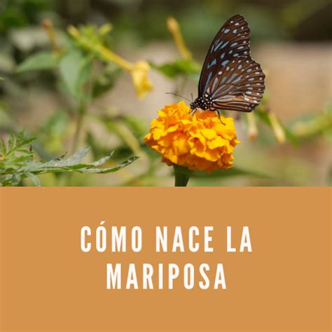 1 Cómo Nace La Mariposa [ Proceso De Nacer 2021 ]