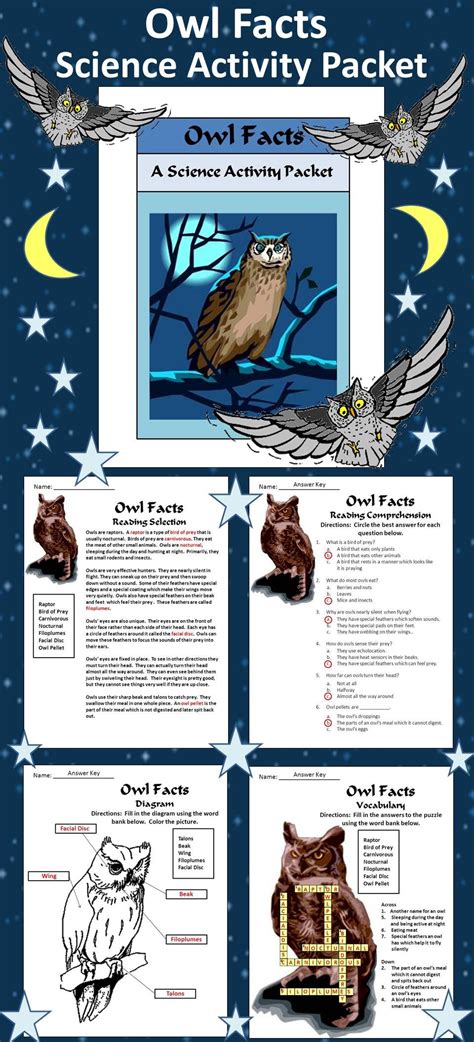 Owl Owl Facts Owl Activities Science
