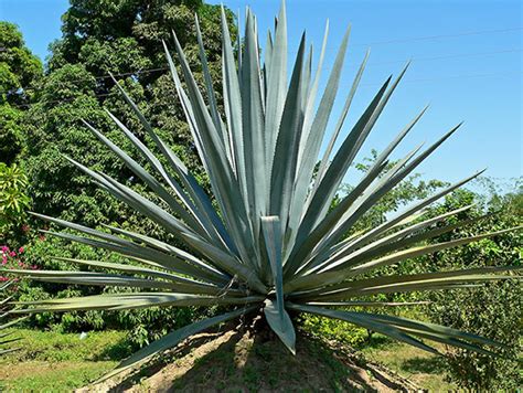 Agave Tequilana Blue Agave Buy Online At Annies Annuals