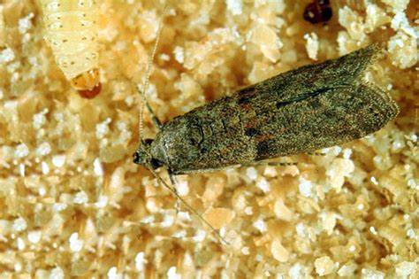 Отзывы о диете на сухофруктах Не знала, как избавиться от пищевой моли. Выход подсказала бабушка Не знала, как избавиться от пищевой моли. Выход подсказала бабушка Отзывы о диете на сухофруктах