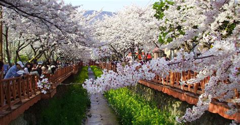 Cherry Blossom Origin Korea