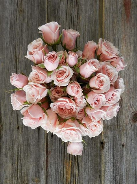 Wholesale Majolica Pink Spray Roses Delivered Online Flowerfarm