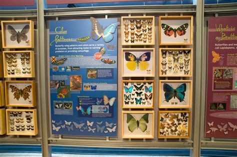 Indoor Butterfly Exhibits Exhibits