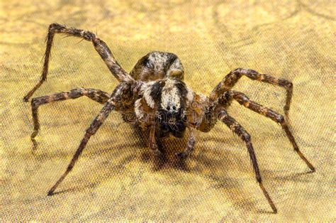 6 Legged Spider Stock Image Image Of Wild North Insect 89479121