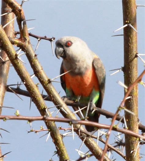 Red Bellied Parrot Poicephalus Rufiventris Miles To The Wild