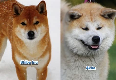 Shiba Inu Vs Akita Whats The Difference Hepper