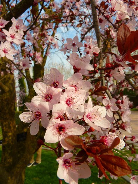 Free Images Tree Branch Flower Petal Bloom Spring Produce